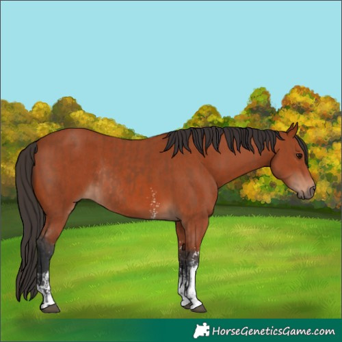 Horse Color:Bay Sabino Rabicano  and Bay Sabino Rabicano 