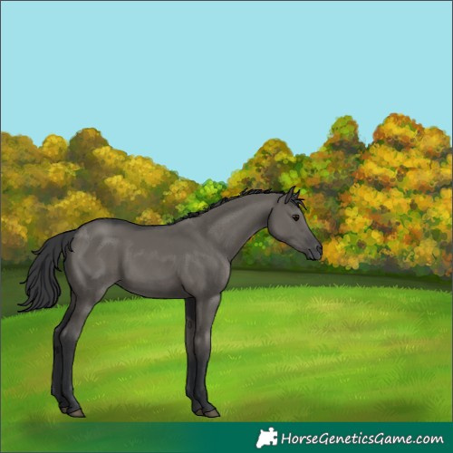 Horse Color:Grullo 