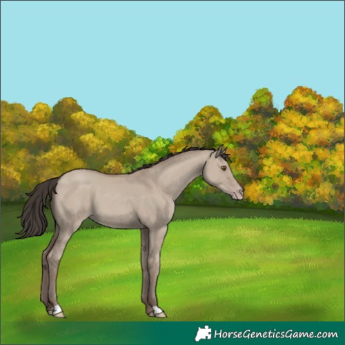 Horse Color:Classic Champagne Dun 