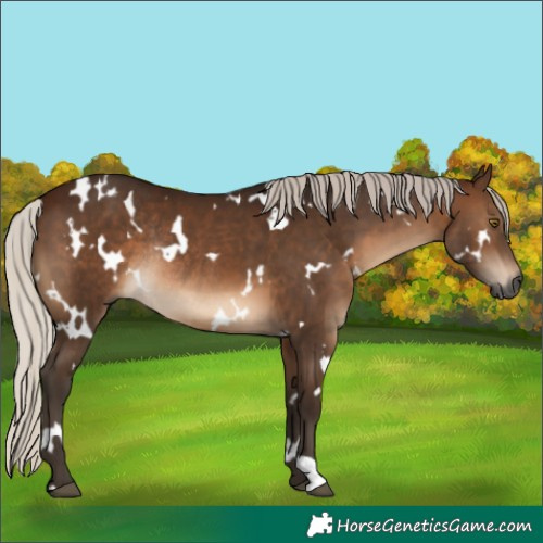 Horse Color:Gray White Spotted Silver Brown Rabicano 