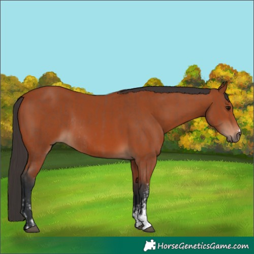 Horse Color:Bay Sabino Rabicano  and Bay Sabino Rabicano 