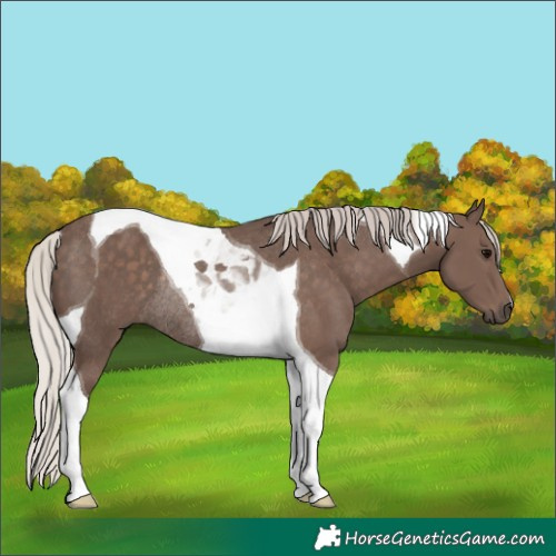 Horse Color:Silver Black Tobiano Rabicano