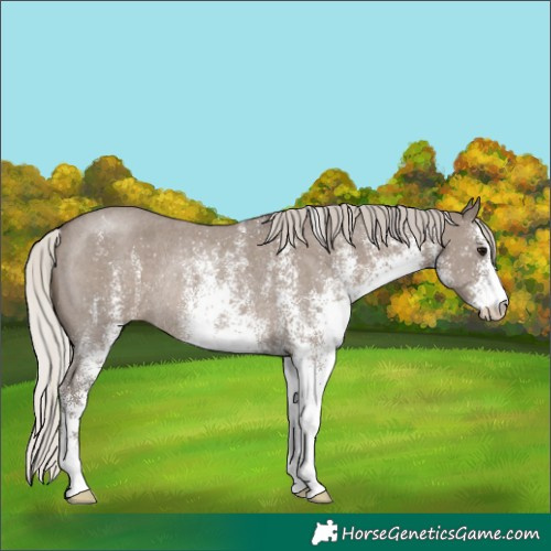 Horse Color:Unknown 