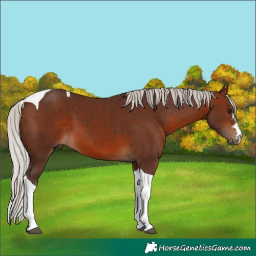 Horse Color:Silver Brown Tobiano 