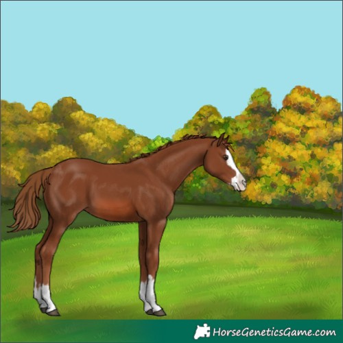 Horse Color:Chestnut Splash