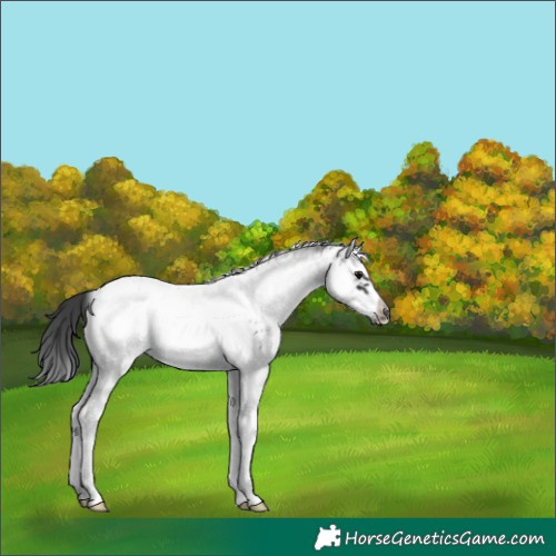 Horse Color:White Spotted Black Splash Frame Appaloosa 