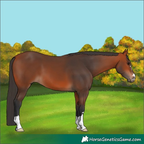 Horse Color:Bay 