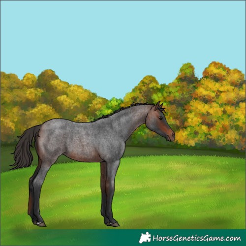 Horse Color:Bay Roan 