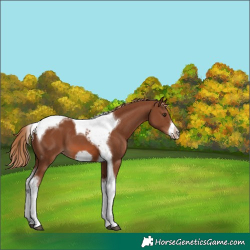 Horse Color:Chestnut Tobiano Frame