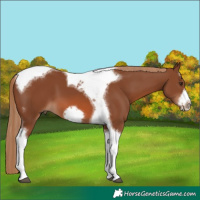 Horse Color:Chestnut Tobiano Frame 