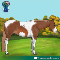 Horse Color:Chestnut Tobiano Frame