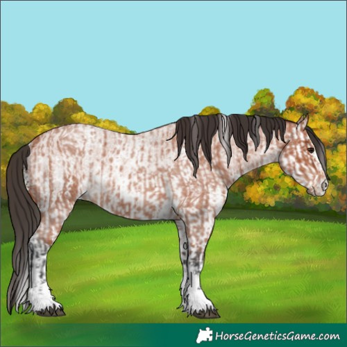 Horse Color:Bay Roan Sabino Rabicano  and Bay Roan Sabino Splash Rabicano 