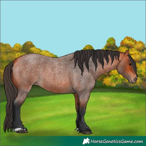 Horse Color:Bay Roan 