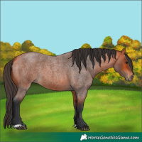 Horse Color:Bay Roan