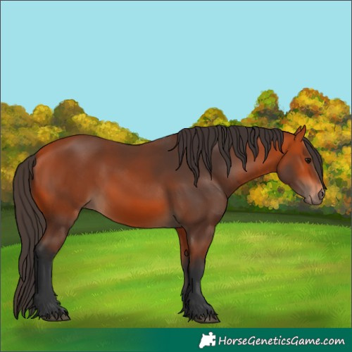 Horse Color:Bay 