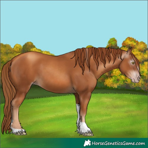 Horse Color:Gray Gold Champagne Tobiano 