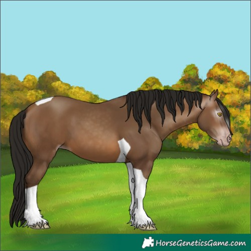 Horse Color:Gray Amber Champagne Tobiano