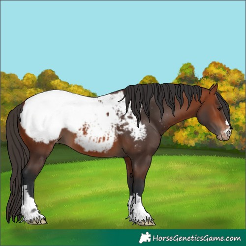 Horse Color:Bay Appaloosa 