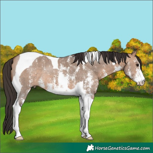 Horse Color:Bay Dun Sabino Tobiano 
