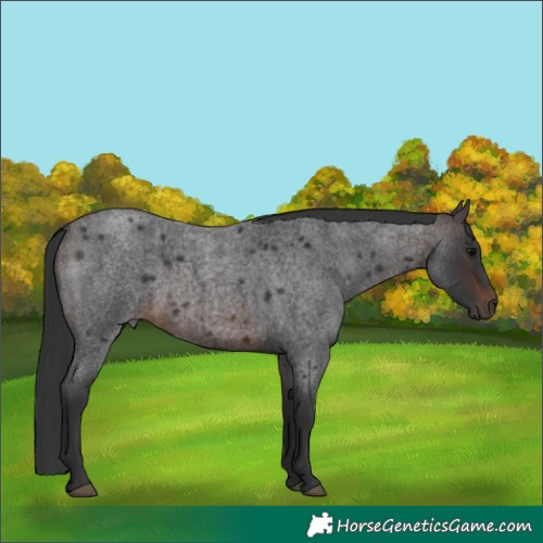 Horse Color:Brown Roan 