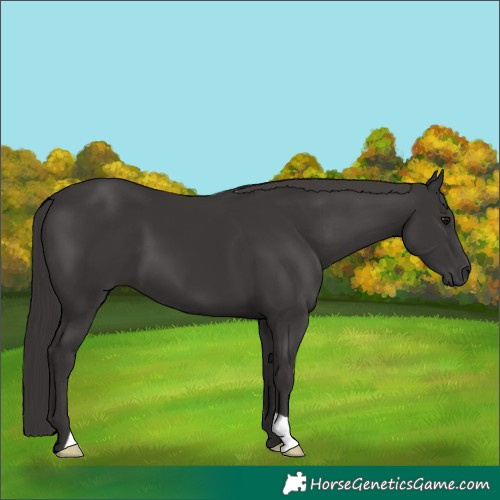 Horse Color:Smoky Black