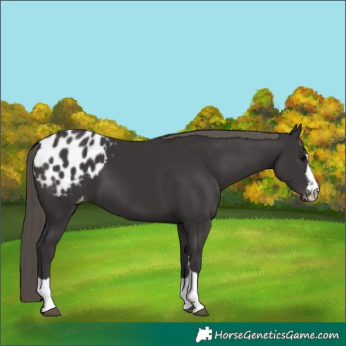 Horse Color:Smoky Black Appaloosa 
