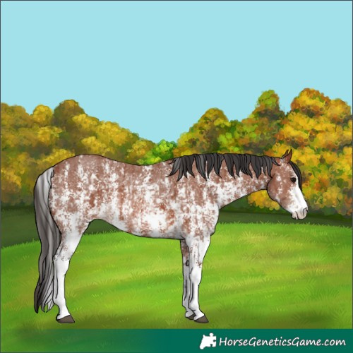Horse Color:Bay Sabino Rabicano and Bay Sabino Rabicano