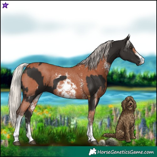 Horse Color:Liver Chestnut Sabino Rabicano and Silver Bay Sabino Rabicano