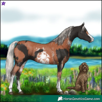Horse Color:Liver Chestnut Sabino Rabicano  and Silver Bay Sabino Rabicano 