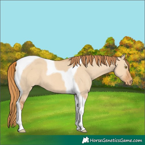 Horse Color:Red Dun Tobiano Varnish 