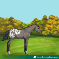Horse Color:Grullo Appaloosa 