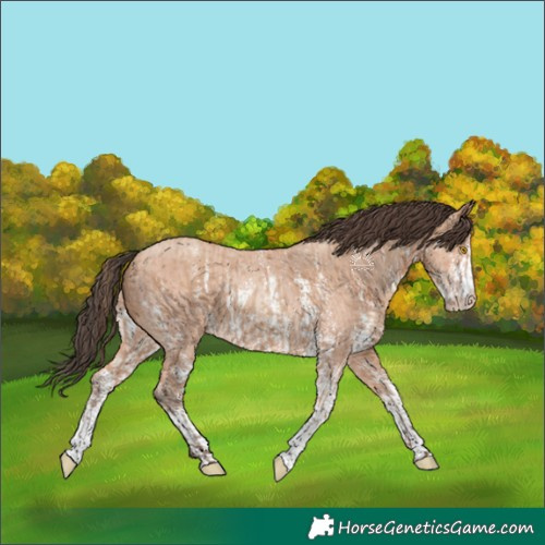 Horse Color:Amber Champagne Sabino Rabicano  and Amber Champagne Sabino Rabicano 