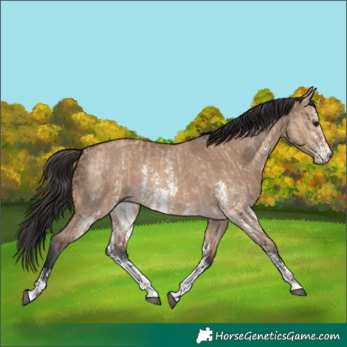 Horse Color:Bay Dun Sabino Rabicano  and Brown Dun Sabino Rabicano 