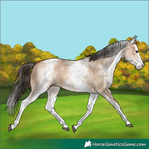Horse Color:White Spotted Bay Dun Splash 
