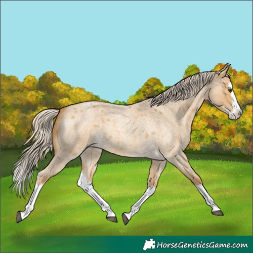 Horse Color:Palomino Roan Dun Splash 
