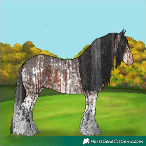 Horse Color:Brown Sabino Rabicano and Black Sabino Rabicano