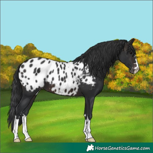 Horse Color:Brown Blanket 