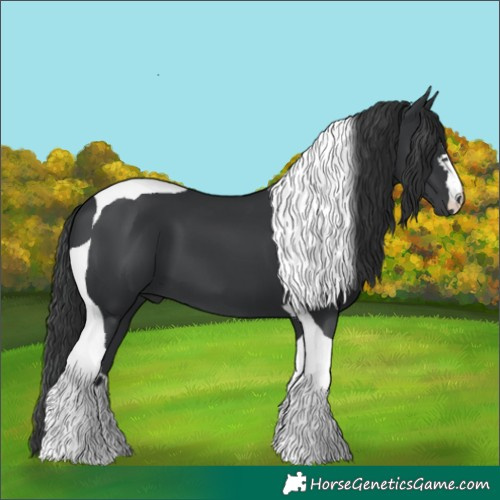 Horse Color:Black Tobiano