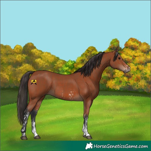 Horse Color:Bay Sabino Rabicano and Bay Sabino Rabicano