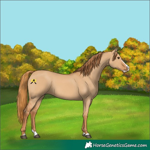Horse Color:Red Dun Splash 
