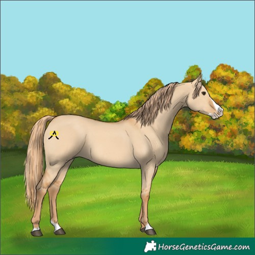 Horse Color:Red Dun Splash 