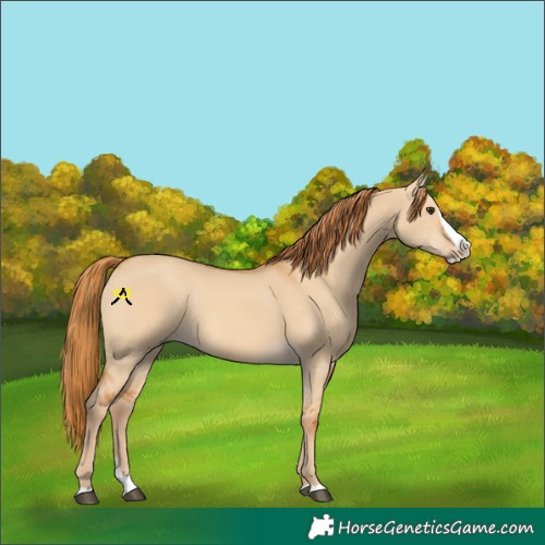 Horse Color:Red Dun Splash 