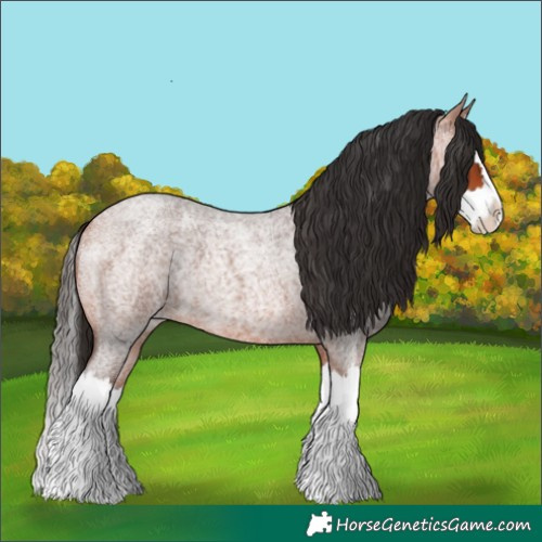 Horse Color:Bay Roan Splash 