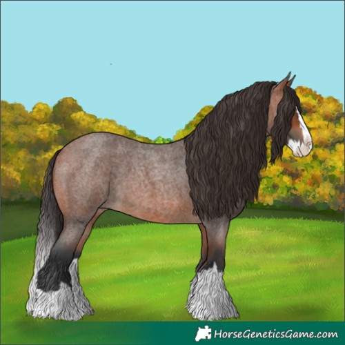 Horse Color:Bay Roan Splash