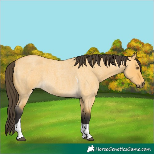 Horse Color:Buckskin Roan Dun Tobiano 