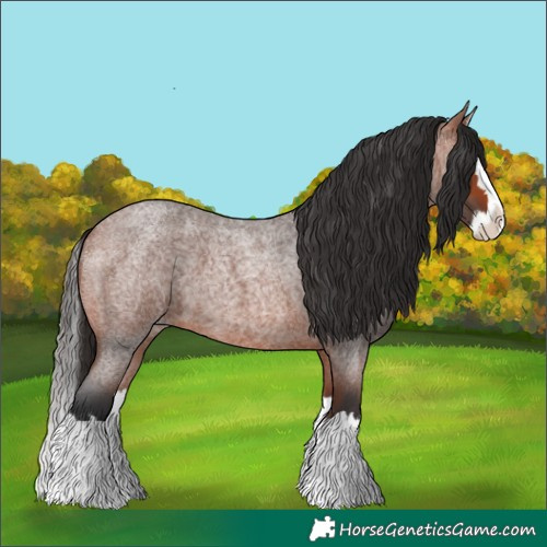 Horse Color:Bay Roan Splash