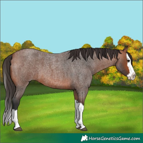 Horse Color:Bay Roan Splash 