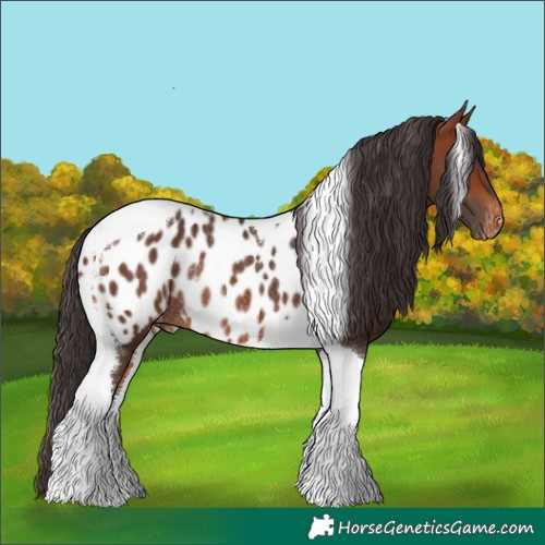 Horse Color:Bay Tobiano Appaloosa Rabicano 