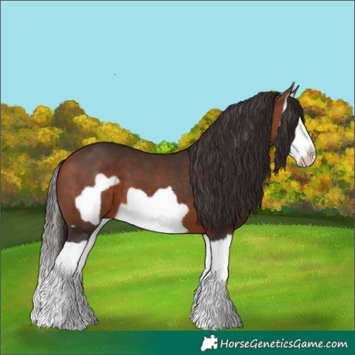 Horse Color:Bay Splash Frame