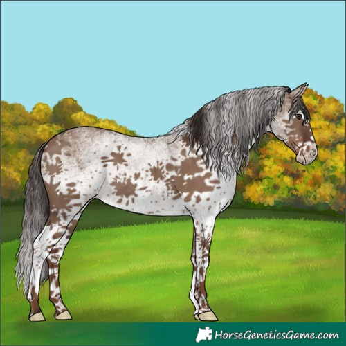 Horse Color:White Spotted Liver Red Dun Splash